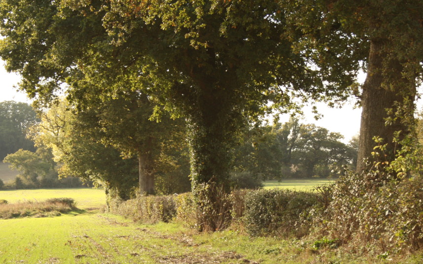 Hedgerows on weatern side of site